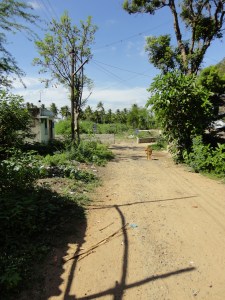 நாய்களின் காவல்